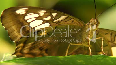 Malachitfalter, Siproeta stelenes - Exotischer Schmetterling