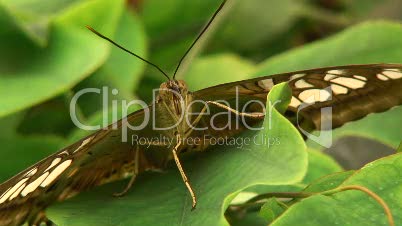 Malachitfalter, Siproeta stelenes - Exotischer Schmetterling