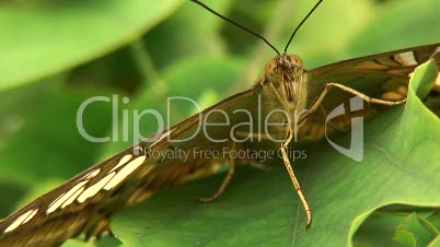 Malachitfalter, Siproeta stelenes - Exotischer Schmetterling