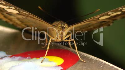 Malachitfalter, Siproeta stelenes - Exotischer Schmetterling