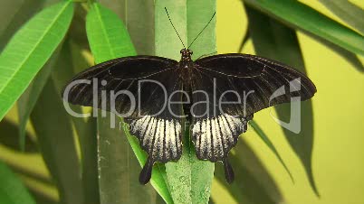 Schwalbenschwanz, Papilio - Exotischer Schmetterling