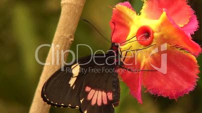 Schwalbenschwanz, Papilio - Exotischer Schmetterling