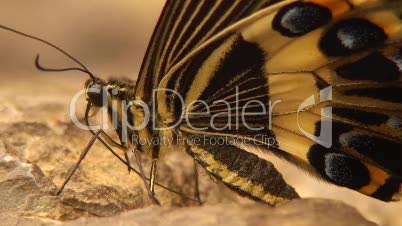 Limetten Schwalbenschwanz - Exotischer Schmetterling