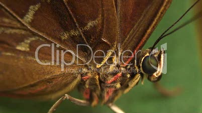 Limetten Schwalbenschwanz - Exotischer Schmetterling