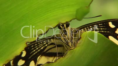 Limetten Schwalbenschwanz auf Blatt