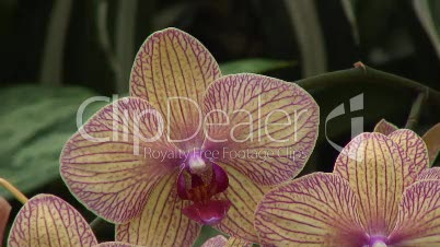 Phalaenopsis Exotische Blüte