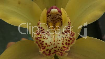 Phalaenopsis - Exotische Blüte