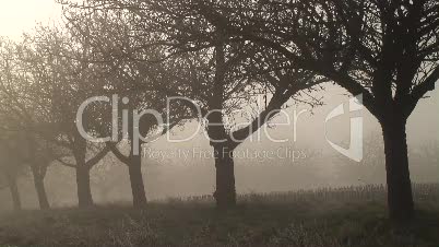 Apfelbäume im morgendlichen Nebel