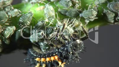Marienkäferlarve