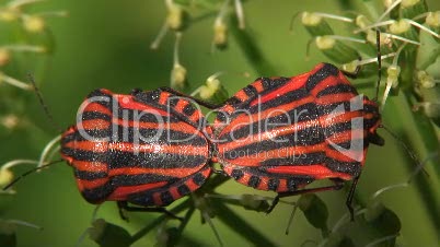 Streifenwanze (Graphosoma lineatum)