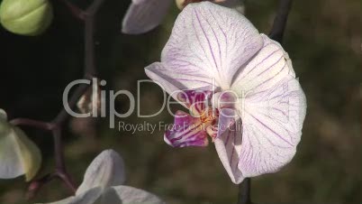 Phalaenopsis - Orchideenblüte