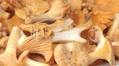 Pfifferling Pilze (rotierend/loop)