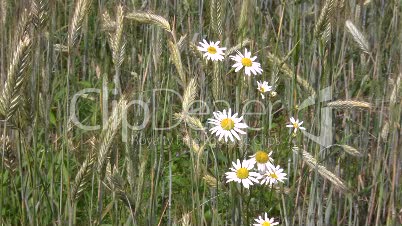 Kornfeld mit weißen Blumen