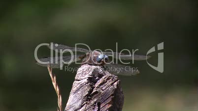 Libelle auf einem Holz 2