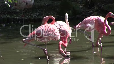 Flamingo