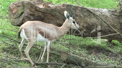 Springbock/Gazelle