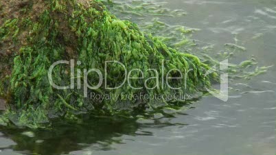 Algen im Wellengang