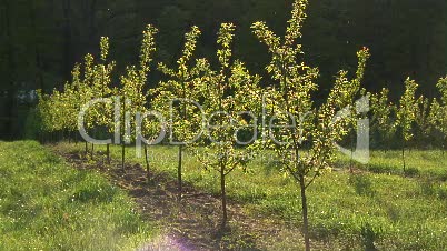 Kirschbaumplantage