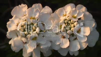 Blüten von weißer Schleifenblume