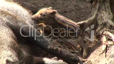Wildschweinmutter mit Frischlingen