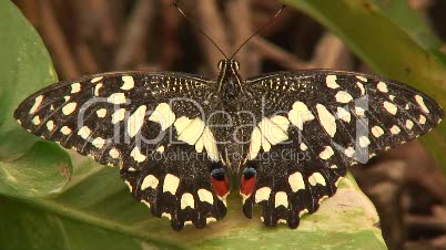Papilio Demodocus