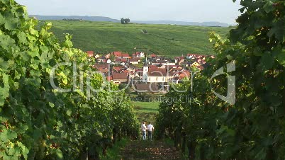 Weinanbau in Nordheim