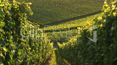 Weinberge in Weinfranken