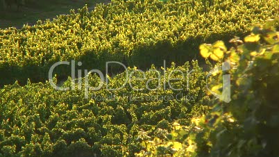 Weinberge im Frankenland