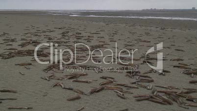 Muscheln auf Sandbank