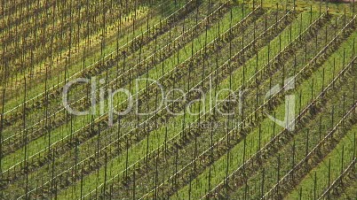 Weinanbau in Großheubach / Spessart