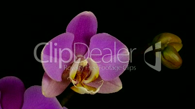 Zeitraffer der Eröffnung lila Orchidee 1
