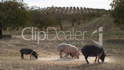 Hausschweine bei San Joan