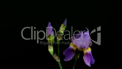 Zeitraffer des wachsenden blaue Iris Blume 4