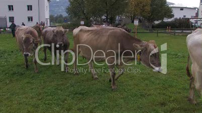 Kuh, Rind, Landwirtschaft, agriculture, cattle, cow