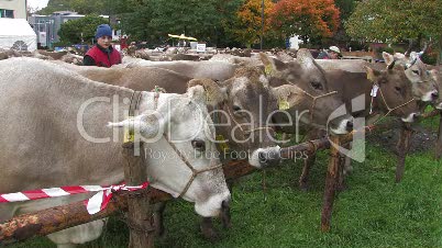 Kuh, Rind, Landwirtschaft, agriculture, cattle, cow