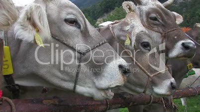 Kuh, Rind, Landwirtschaft, agriculture, cattle, cow