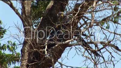 Papageien in Baum