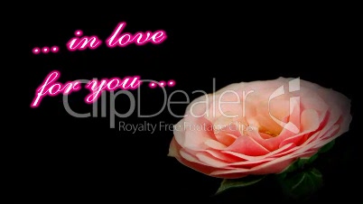 Background "in love" Pink Rose
