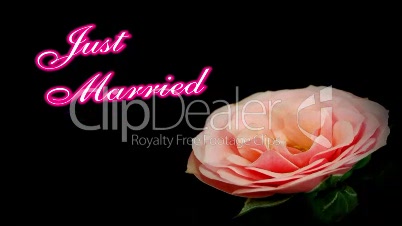 Background "Just Married" Pink Rose