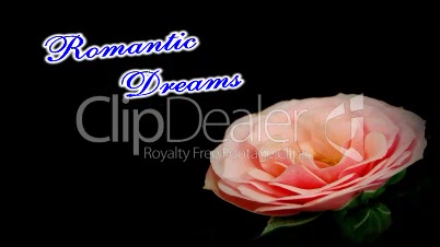 Background "Romantic Dreams" Pink Rose