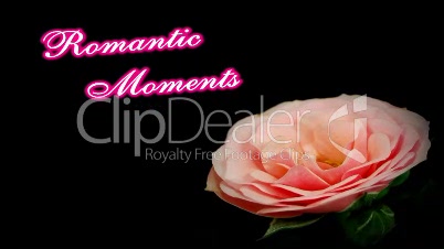 Background "Romantic Moments" Pink Rose