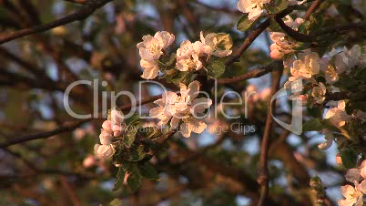 Blüten eines Apfelbaums