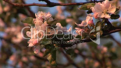 Blüten eines Baums