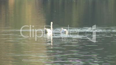 Schwäne auf dem Wasser 2