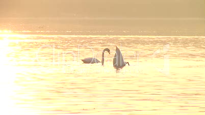 Schwäne auf dem Wasser 6