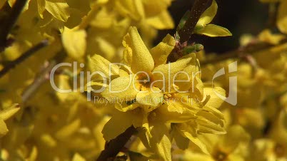 Gelbe Blüten im Frühling 3