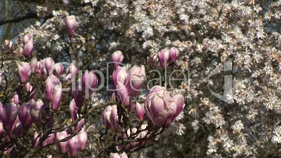 Magnolienblüten 3