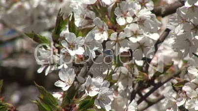 Nahaufnahme weiße Kirschblüte 2