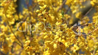 Gelbe Blüten 4
