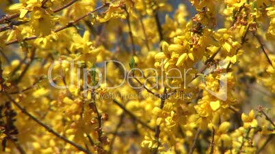 gelbe Blüten 5